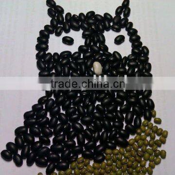 Chinese Small Black Kidney Bean( 2010 crop, hps, grade 1. heilongjiang origin)