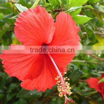 Hibiscus Flower for Extract ing Powder