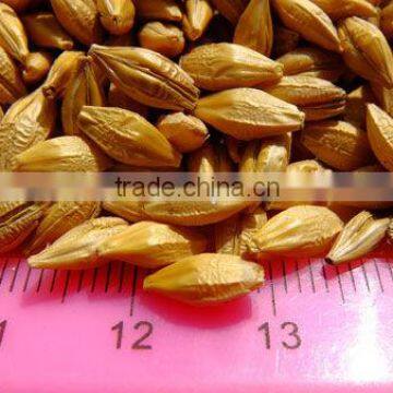 Barley Grains From Ukraine