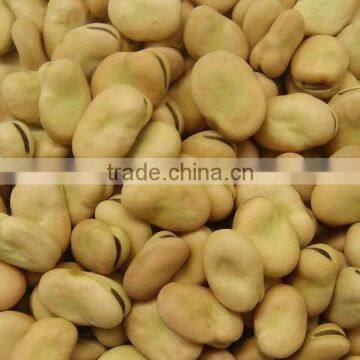 Market Price Broad Bean photo-5