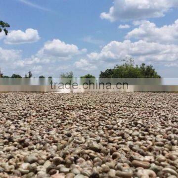 First Grab Raw Cashew Nuts in Africa