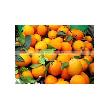 CITRUS ORANGES FROM EGYPT