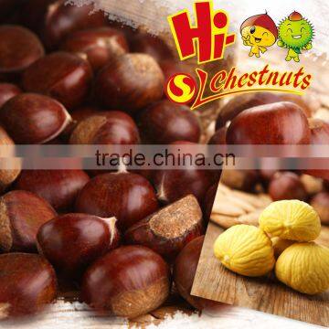 2016 new crop sweet fresh Chinese chestnut for sale