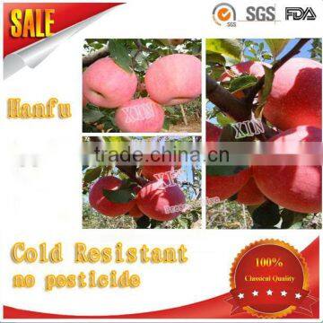 Alibaba recommend high quality and good price red big sweet crisp hanfu fresh apple