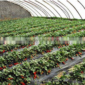 Strawberry Seedling Nursery photo-3