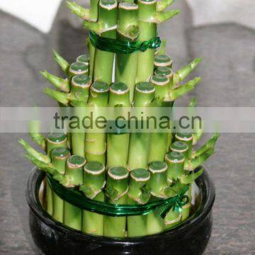 layers towers / ties fengshui Draceana Lucky bamboo from professional nurseries