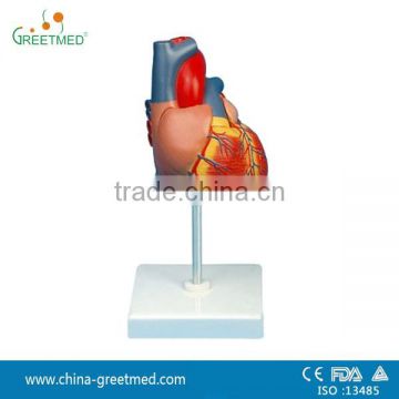 adult human plastic heart model