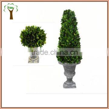 Natural Preserved Boxwood Cone Topiary Producer photo-4
