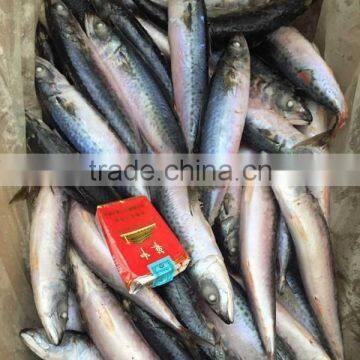 Seafood Frozen Fresh Scomber Japonicus Mackerel Fish