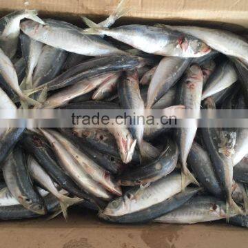 Wholesale Land Frozen Big Eye Scad for Canning photo-3