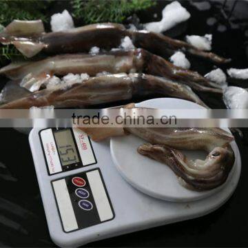 Frozen Illex Squid W/R New Landing 2015 Big Quantity photo-3