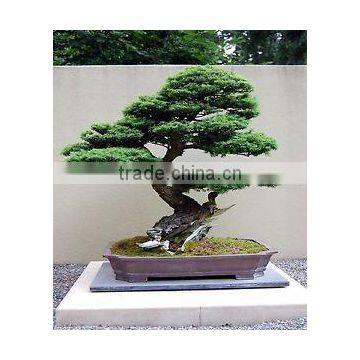 Artificial In Outdoor Cedar Bonsai Tree Topiary Cypress Pine photo-3