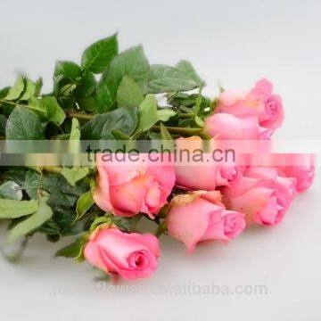 Natural Rose Flowers/Cut Flowers Wake Up Rose for wedding