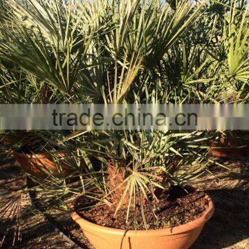 Chamaerops Humilis Cerifera photo-3