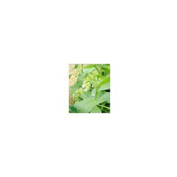 lithospermum extract