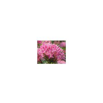 Rhodiola Rosea Extract