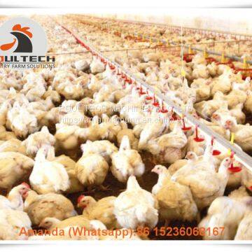 Salvador Poultry Farm Equipment Broiler Floor Raising System & Chicken Deep Litter System with Automatic Drinking& Feeding System in Chicken Shed