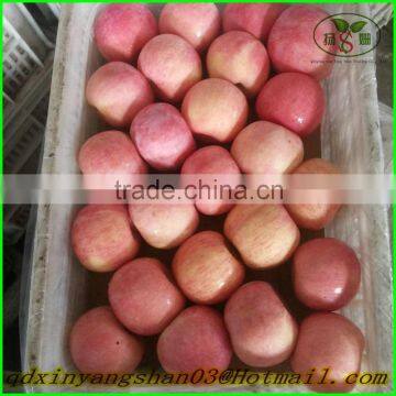 China's Shandong Province, One of the Best Red Fuji Apple/fresh Apple, Exported to Europe and the United States, Southeast Asia photo-3