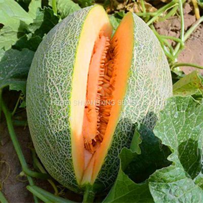 Good taste F1 hybrid hami melon seeds price