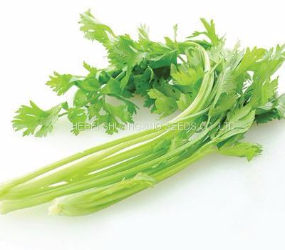 Chines factory good quality celery seeds for planting