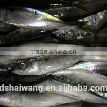 Landing frozen pacific mackerel with size 80-100 pcs / 10kg