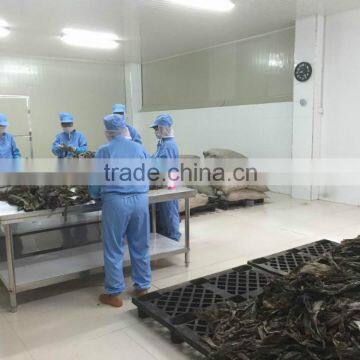 AD Drying Process and Seaweed Product Type Seaweed, Laminaria, Kelp photo-2