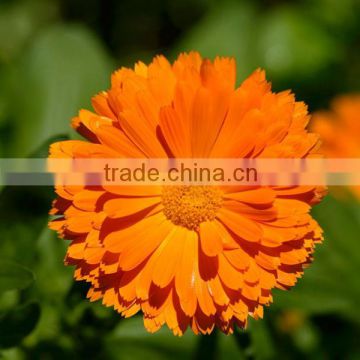 Pure Natural Lutein of Marigold Extract to Protect Eyesight