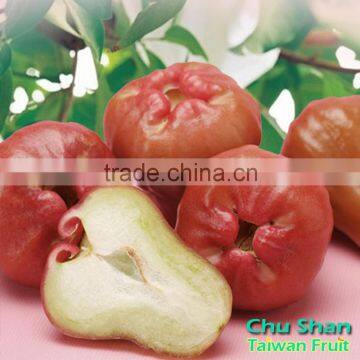 Best Price Fresh Wax Apple