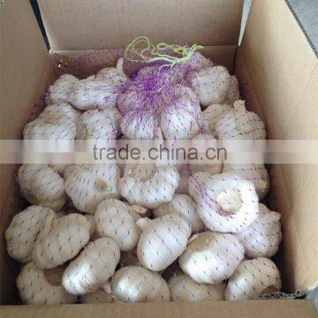 Fresh Pure White Garlic 5.0cm Packed In Carton