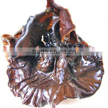 Black Fungus Straight Powder 80-120mesh