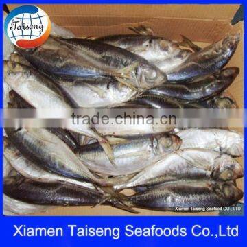 Horse Mackerel Fish Sea Frozen 20cm+