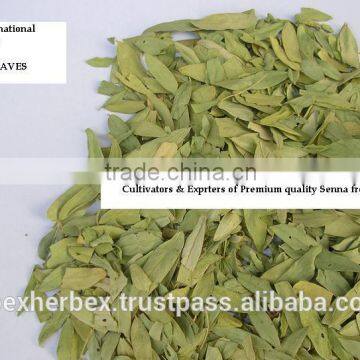 Senna Leaves No. 3 photo-5