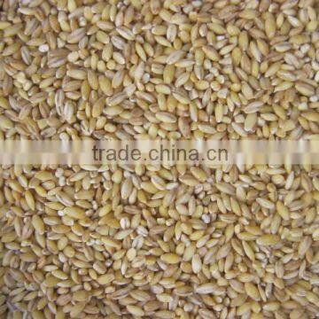 Pearl barley