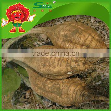 Wholesale High Quality Kudzu Supply Chinese Kudzu