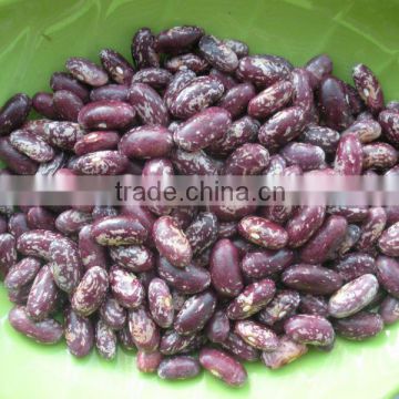 Common cultivation purple speckled kidney beans