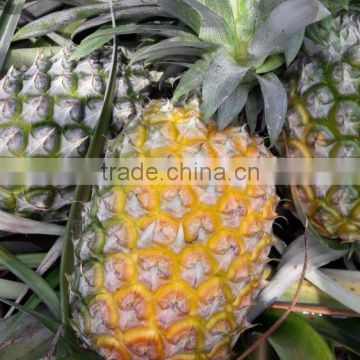 GIMEX VIET NAM FRESH PINEAPPLE