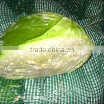 Fresh green cabbage price