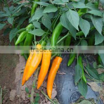 Hybrid F1 Yellow Pepper Chili Seeds For Growing-Huang Xiu