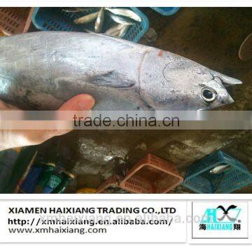 Frozen bonito fish whole round for sale