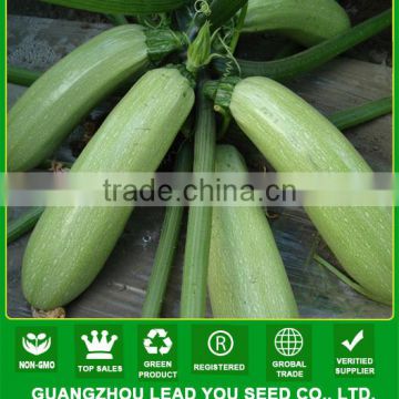 SQ01 Jingying No.11 f1 hybrid green squash seeds, early maturity type