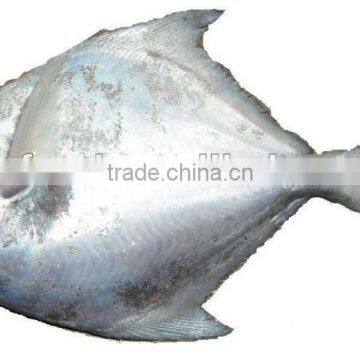 Frozen Silver Pomfret