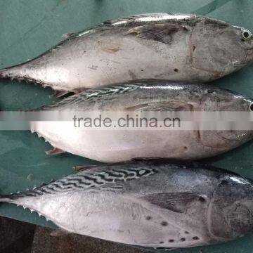 Superior Fresh W/r Bonito Tuna photo-2