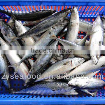 Frozen Pacific Mackerel Fish 200-300G photo-2