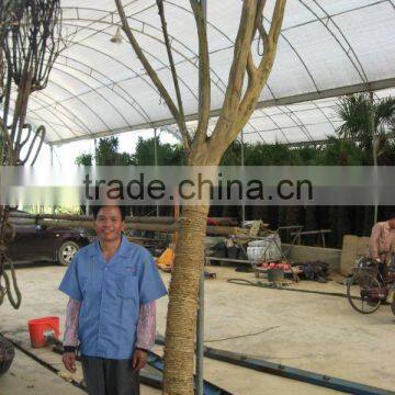 lagerstroemia indica 1.7m trunk height D13cm with good canopy