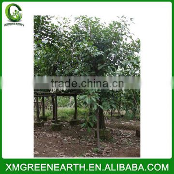 Ficus altissima diameter 10-15cm (3)