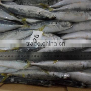 Frozen round scad whole round with size 70 pcs / 10kg