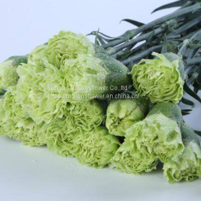 China Flower Fresh Cut Carnations Flower Mother′s Day Gift Wholesale photo-4