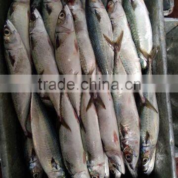 400-600G Frozen Pacific Mackerel Scomber Japonicus