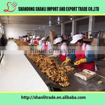 Fresh Yellow Ginger in 2016 photo-6