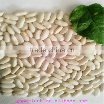 2104 long shape white kidney beans